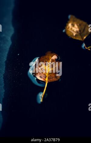 Un buio ritratto di un giallo e marrone foglia caduti, caduto in una pozza di acqua durante la caduta. Foto Stock