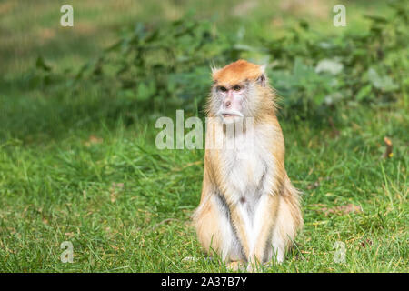 Ritratto del patas monkey seduti all'aperto Foto Stock