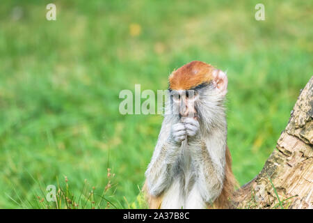 Ritratto del patas monkey mangiando e guardando il lato Foto Stock
