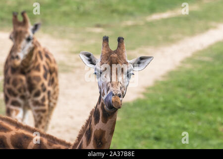 Ritratto di due Rothschild Giraffe all'esterno. Il primo piano è con la lingua fuori Foto Stock