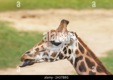 Vista laterale della giraffa Rothschild con la lingua fuori. Foto Stock