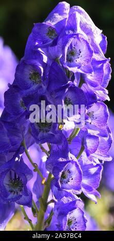 Primo piano della Aconitumcarmichaelii arendsii Monkshood. Foto Stock