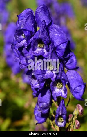 Primo piano della Aconitumcarmichaelii arendsii Monkshood. Foto Stock