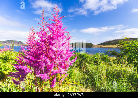 Viola e rosa giardino lupin fiori selvatici in Terranova Foto Stock