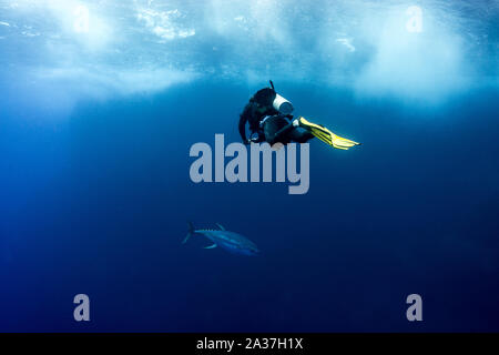 Vita pelagica di Socorro Islands Foto Stock