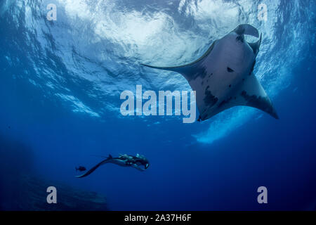 Vita pelagica di Socorro Islands Foto Stock