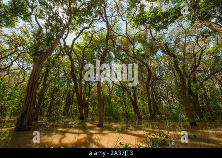 Kampung Pluk, Cambogia Foto Stock