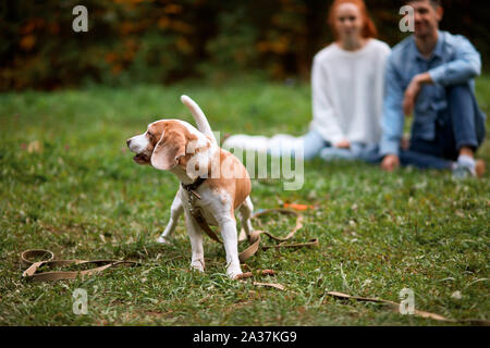 Bello cane ama passeggiare nel parco mentre i suoi proprietari seduti sul prato e la visione dello sfondo della foto. sfondo sfocato Foto Stock