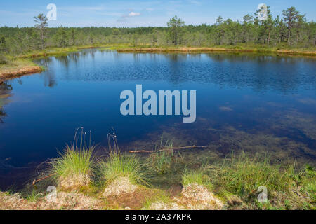 Vista di Viru Bog in Lahemaa National Park, Harju County, Estonia Foto Stock