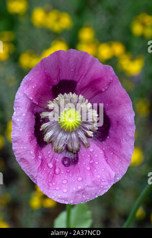 Fiore di Papavero (Papaver somniferum) coperta con gocce di pioggia Foto Stock