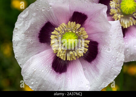 Fiore di Papavero (Papaver somniferum) coperta con gocce di pioggia Foto Stock