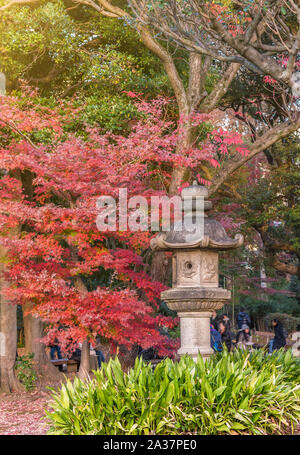 Pietra lanterna Kasuga sotto un acero rosso momiji nel giardino di Rikugien a Tokyo in autunno. Foto Stock