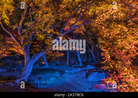 Autunno lighup notte di un twisted il tronco di un albero di acero nel parco Rikugien garden nel quartiere Bunkyo, a nord di Tokyo. Foto Stock