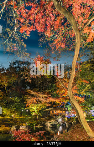 In autunno la notte si illuminano di un mapple tree con curva tronco nel giardino Rikugien di Tokyo. Foto Stock