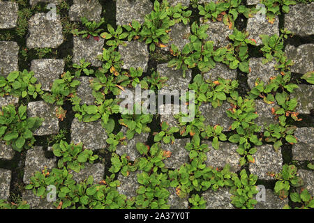 I blocchi di pavimentazione fatta di pietre antiche. Pavimentazione in pietra texture con l'erba tra i sassi Foto Stock