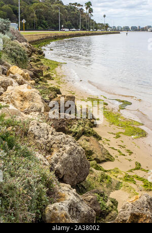 Le alghe e rocce calcaree lungo le rive del fiume Swan Crawley Matilda Bay Perth Western Australia Foto Stock