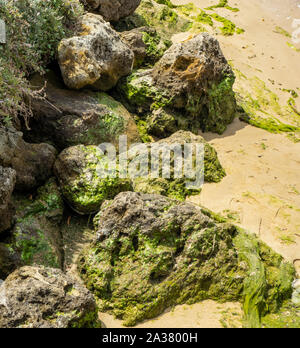 Le alghe e rocce calcaree lungo le rive del fiume Swan Crawley Matilda Bay Perth Western Australia Foto Stock