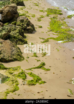 Le alghe e rocce calcaree lungo le rive del fiume Swan Crawley Matilda Bay Perth Western Australia Foto Stock