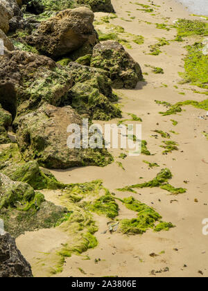 Le alghe e rocce calcaree lungo le rive del fiume Swan Crawley Matilda Bay Perth Western Australia Foto Stock