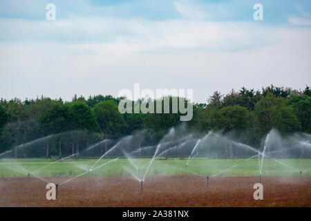 Il campo del sistema di irrigazione con acqua sprinkler lavorando sul campo di fattoria Foto Stock
