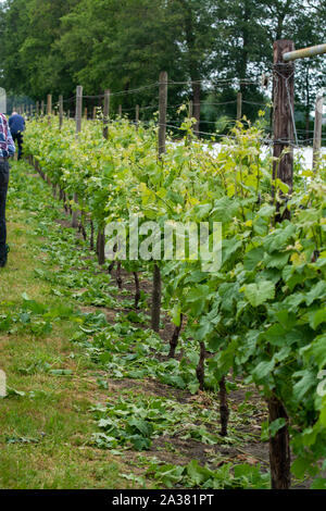 Le righe con vino bianco piante di uva sulla vigna olandese nel Brabante Settentrionale, la produzione di vino in Paesi Bassi Foto Stock