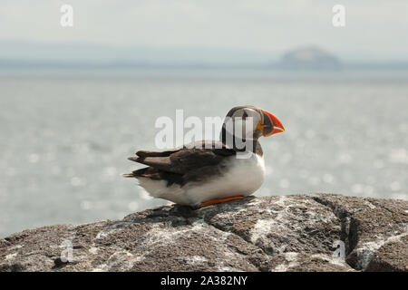 Atlantic Puffin (Fratercula arctica) sull isola di maggio, Fife, Scozia Foto Stock