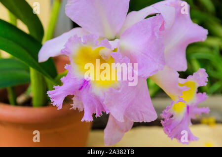 Exotic Cattleya Orchid cresce e fiorisce all'interno della casa. Bellissime le orchidee sfondo. Foto Stock