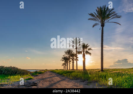Silhouette di palme durante il tramonto a Mazotos beach, Cipro Foto Stock