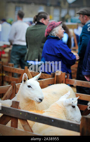 Masham ovini Fiera dello Yorkshire del Nord Inghilterra Gran Bretagna REGNO UNITO Foto Stock