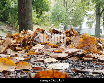 Laub auf dem Boden in einem Park a Zurigo Foto Stock