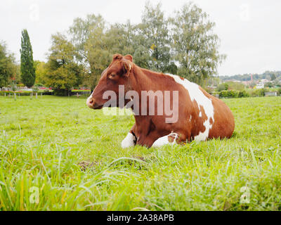 Red Holstein - Hausrind-Rasse auf einer Wiese in der Schweiz Foto Stock