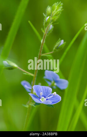 Close up Water-Speedwell blu (Veronica anagallis-aquatica) fiori nella gola Ebbor Riserva Naturale Nazionale in Mendip Hills, Somerset, Inghilterra. Foto Stock