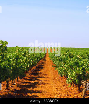 Vigneto sotto il sole vicino alla vendemmia in Estremadura, Spagna Foto Stock