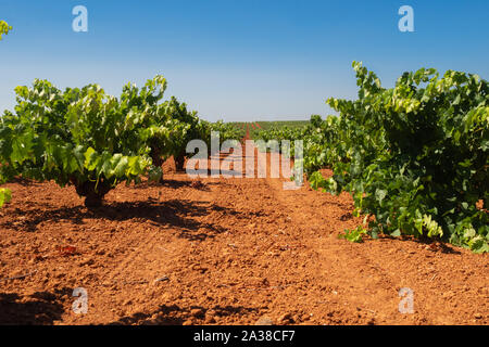 Vigneto sotto il sole vicino alla vendemmia in Estremadura, Spagna Foto Stock