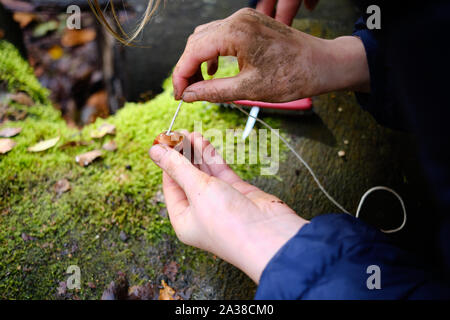 Giocare a giochi tradizionali di conkers in un bosco nel Regno Unito. Foto Stock