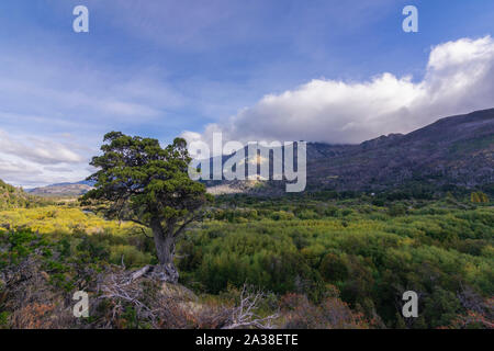 Elevato angolo di visione del cileno cedro contro la foresta valle e montagne delle Ande a Los Alerces National Park, Patagonia, Argentina Foto Stock