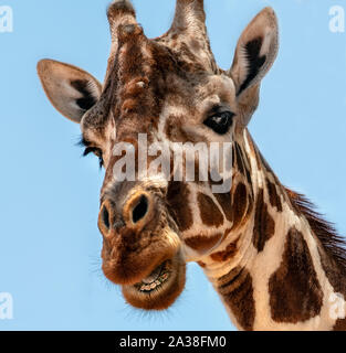 Giraffa reticolata, Samburu riserva nazionale, Kenya Foto Stock