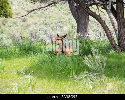 Un wapiti nel suo habitat naturale nel parco nazionale di yellowstone in una giornata di sole Foto Stock