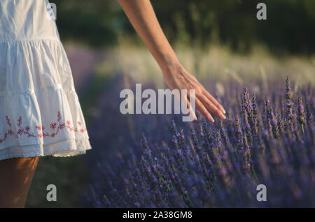 Vista posteriore di una ragazza adolescente a piedi attraverso un campo di lavanda, Provenza, Francia Foto Stock