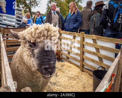 Masham pecore Fair Foto Stock