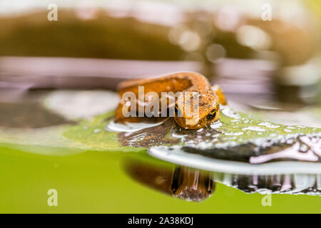 Un giovane newt liscia fotografato in impostazioni controllate prima di essere rilasciato nel caso in cui fossero trovati. Foto Stock