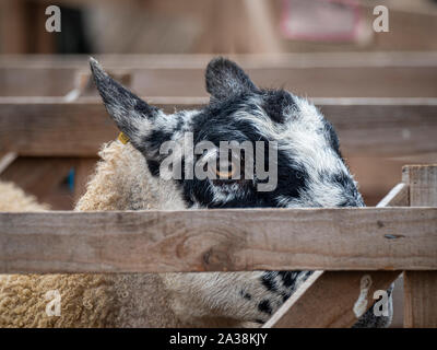 Primo piano di una pecora in un recinto di legno alla fiera Masham Sheep, North Yorkshire, Regno Unito Foto Stock