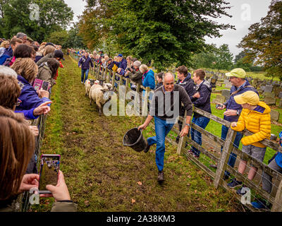 Pecore racing a Masham pecore Fair Foto Stock