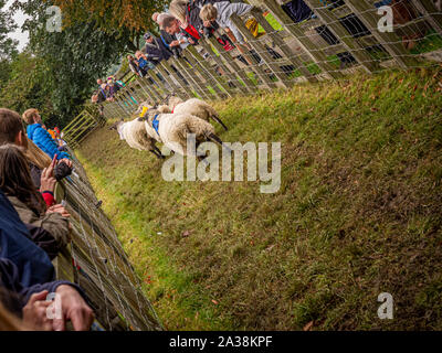 Pecore racing a Masham pecore Fair Foto Stock