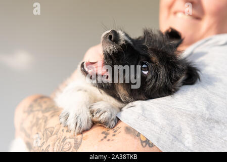 Il proprietario sta giocando con il suo giovane Jack Russell Terrier cucciolo di cane e lo indossa. pup 7,5 settimane vecchio Foto Stock