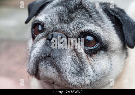 Pug piatto di razza del cane close up ritratto con riflessioni in occhi Foto Stock