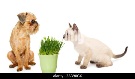 Gattino e cucciolo con una pentola di erba verde isolato su sfondo bianco. Foto Stock