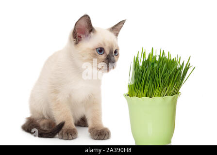 Siamese gattino con un vaso di erba verde isolato su sfondo bianco. Foto Stock