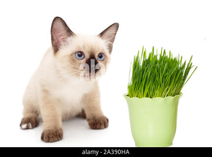 Siamese gattino con un vaso di erba verde isolato su sfondo bianco. Foto Stock