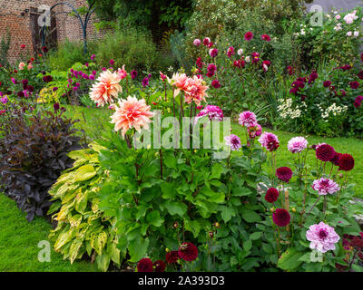 Dotate di dalie, "labirinto", "Crème de Cassis'; sfumature di arancione, malva e carmine con erba fresca nei percorsi in prospettiva a Chenies Manor Garden. Foto Stock